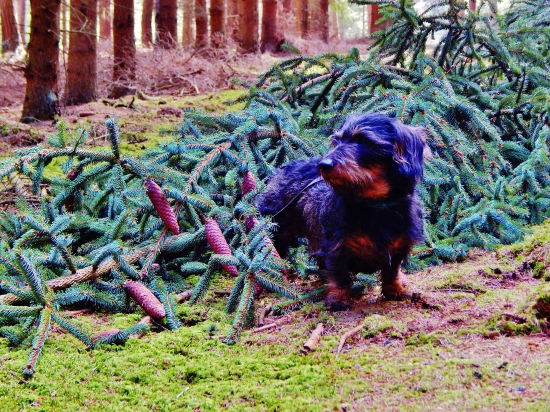 Z ranní čekaný u kalištat.
