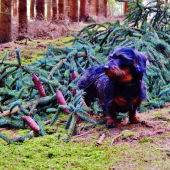 Z ranní čekaný u kalištat.