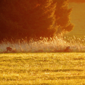 Z večerní šoulačky.