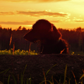 Z čekané u řepky.