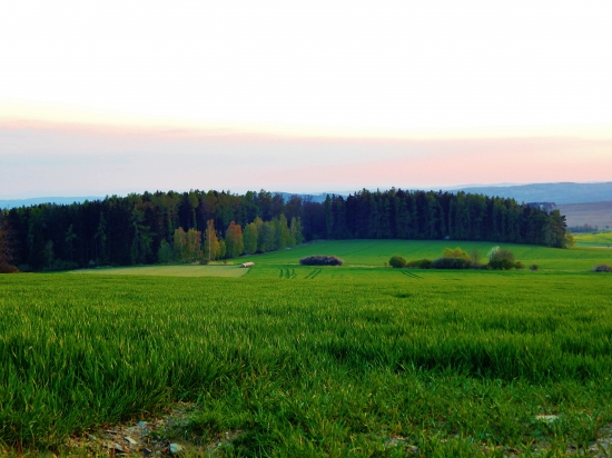 Z čekané.