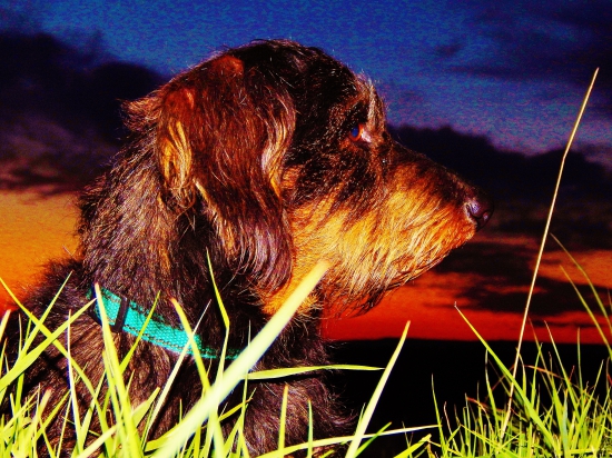 Z večerní čekané.