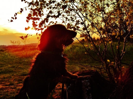 Z večerní čekané.