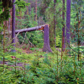 Z večerní čekané.