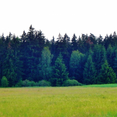 Z večerní čekané.