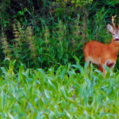 Z ranní šoulačky.