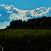 Z večerní čekané.