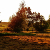 Z večerní čekané.