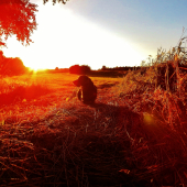 Z čekané ze židličky u řepky.