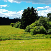 Z čekané ze židličky u řepky.