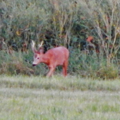 Z čekané ze židličky u řepky.