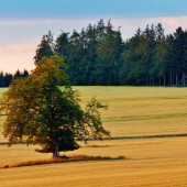 Z čekané ze židličky.
