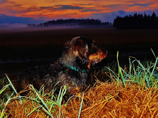 Z čekané ze židličky u řepky.