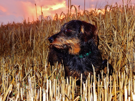 Z večerní čekané.