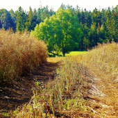 Z ranní šoulačky.