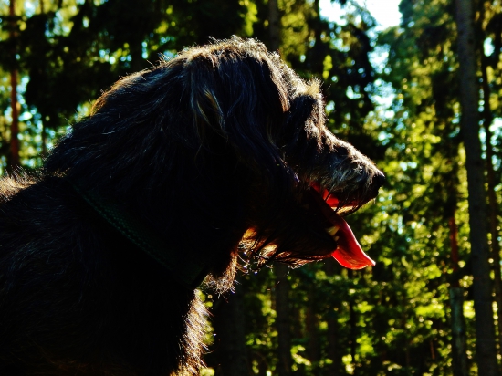 Z večerní čekané.