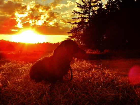 Z večerní čekané.