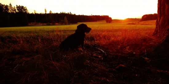 Z večerní čekané.