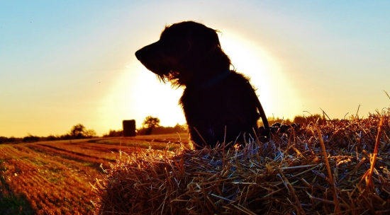 Z večerní čekané.