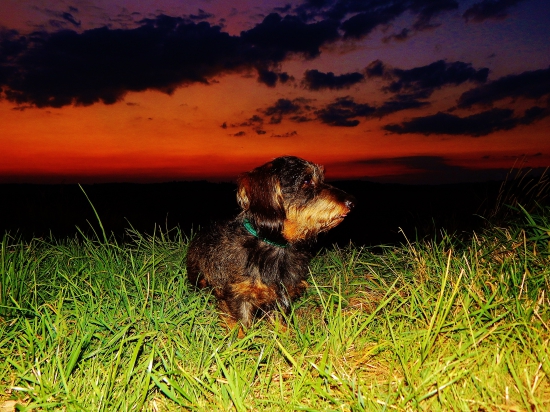 Z večerní čekaný u kukuřice.