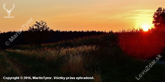 Z večerní čekaný u kukuřice.