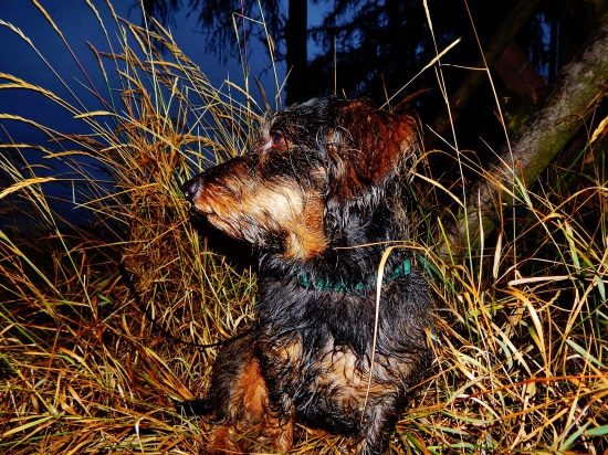 Z večerní čekaný u kukuřice.