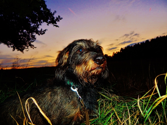 Z večerní čekané.