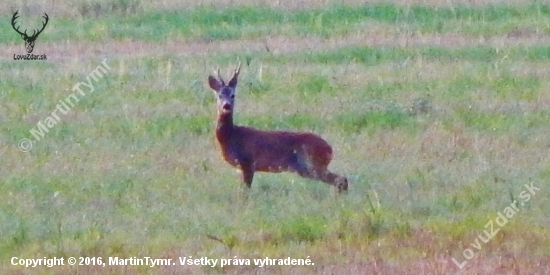 Z čekané.