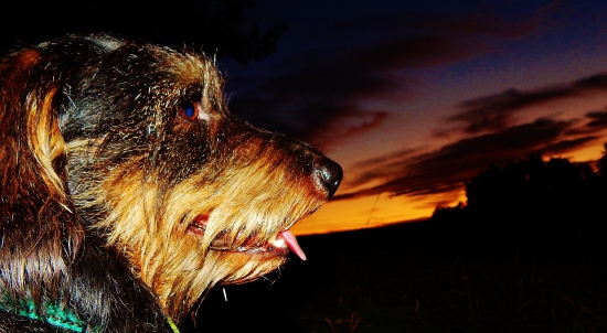 Z večerní čekané.