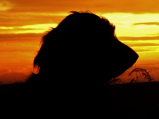 Z večerní čekaný u kukuřice.