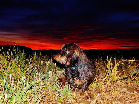 Kamarád nejvěrnější.