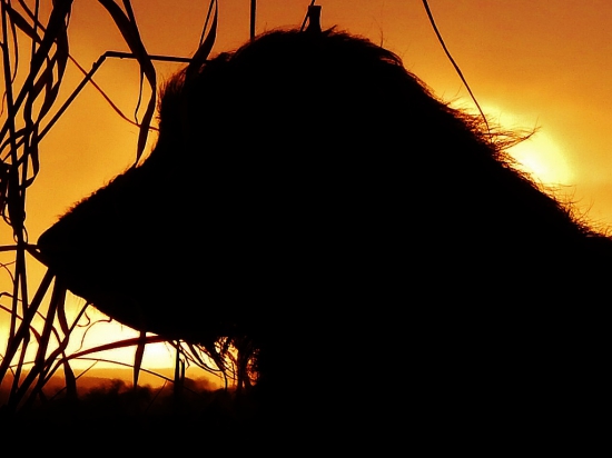 Z večerní čekané.