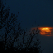 Z večerní čekané.