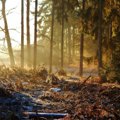 Z čekané na divočáky.