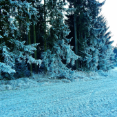 Z večerní čekané na lišky.