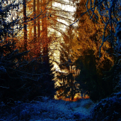 Z čekané na divočáky.