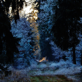 Z čekané ze židličky.