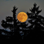 Z čekané při měsíčku.