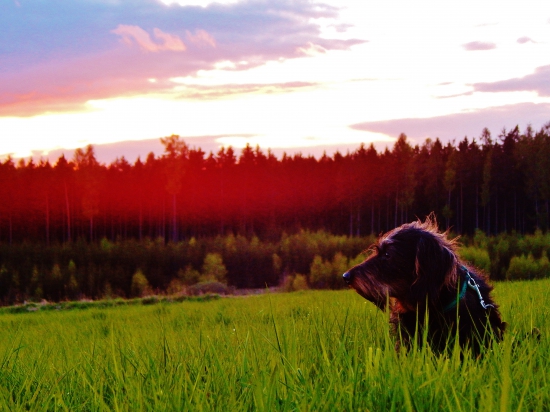 Z večerní čekané.
