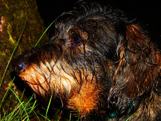 Z deštívé čekané