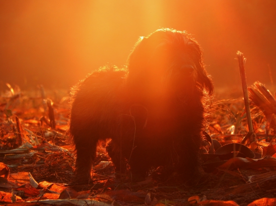 Z ranní čekaný u kukuřice.