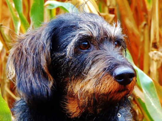 Z ranní čekaný u kukuřice.