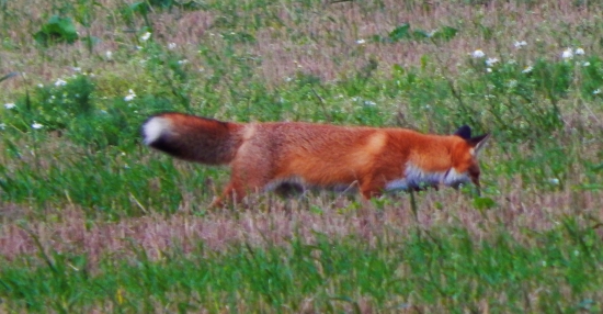 Z čekané.