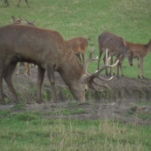 Vzpomínka z říje.