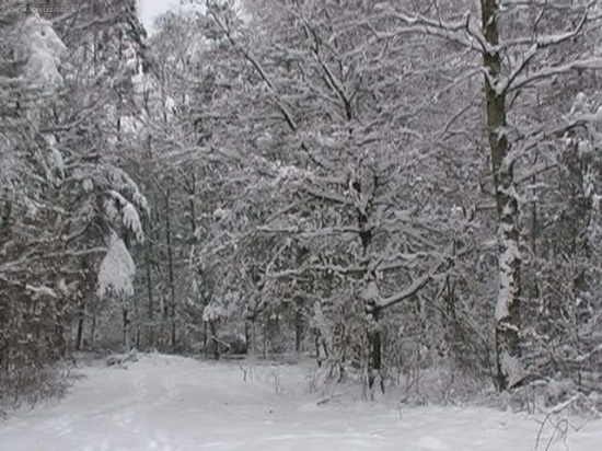 Místo kde nejvíce přechází divočáci.