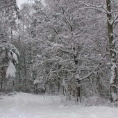 Místo kde nejvíce přechází divočáci.