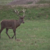 Vzpomínka na říji.