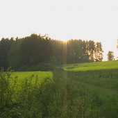 U řepky na divočácích.