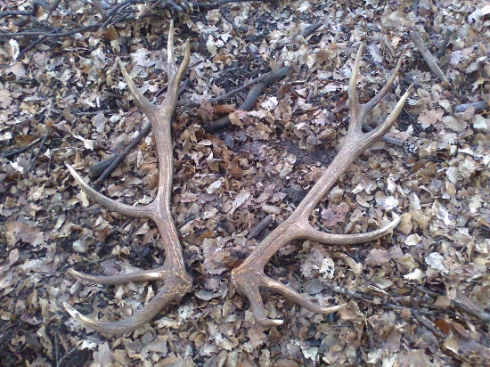 kamartova dnesna parka