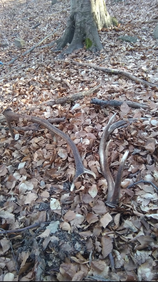 po dlhom case parka 10 toraka